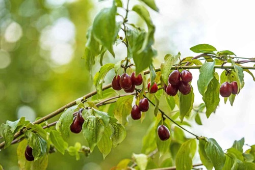 Corni Fructus