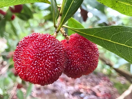 Myricae Rubrae Fructus
