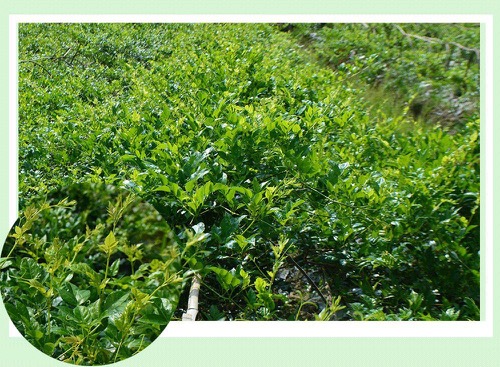 Vine Tea, Herbal Tea