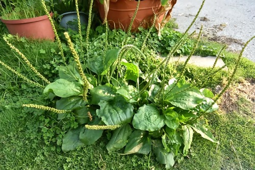 Plantaginis Herba