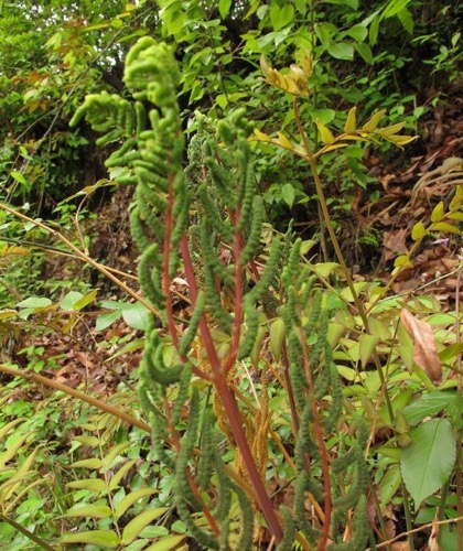 Osmundae Rhizoma