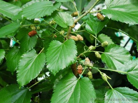 Mori Folium