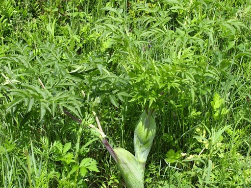 Zou Ma Qin Root/ European Waterhemlock Root/ Da Huo Roo