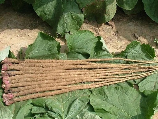Great Burdock Root