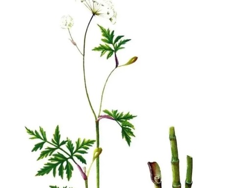Chuanxiong Rhizoma