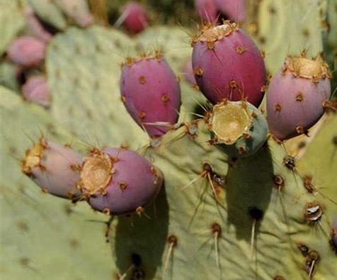 Cholla Stem / Prickly Pear Cactus