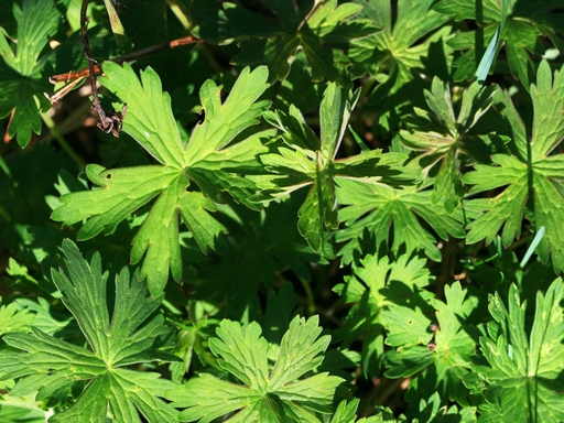 Erodii Herba Geranii Herba
