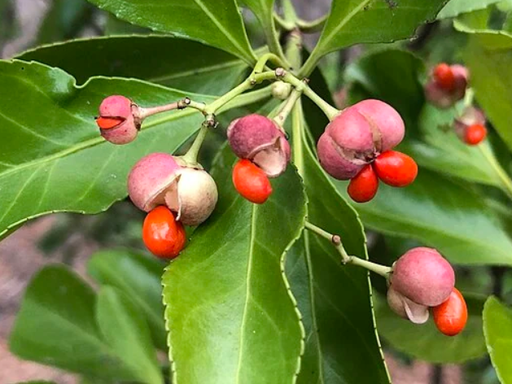 Euonymi Alati Ramulus / Ramulis Euonymi Alati