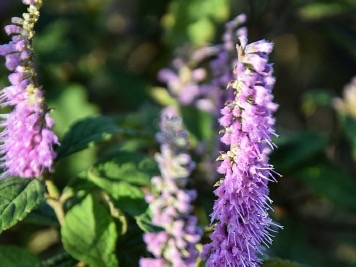 Pogostemonis Herba