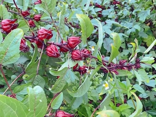 Calyx Hibisci Sabdariffae