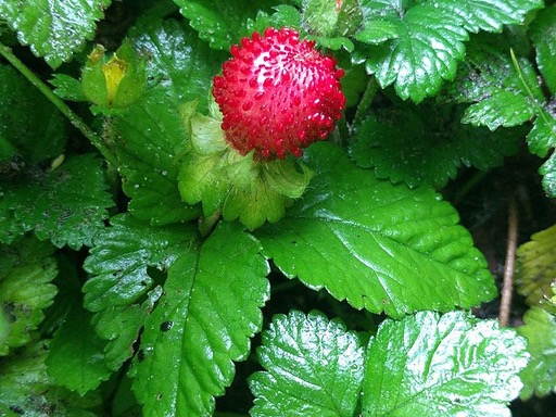 Herba Duchesneae Indicae