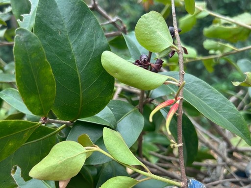 Taxilli Herba