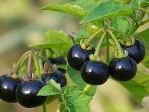 Herba Solani Nigri