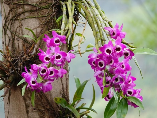 Dendrobium Flower