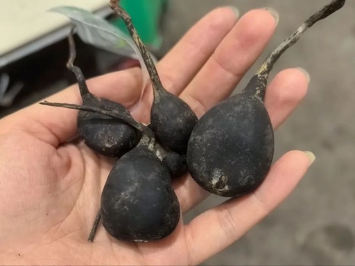 Xylaria nigripes (Klotzsch) Cooke