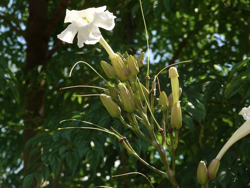 Radermachera (Genus)