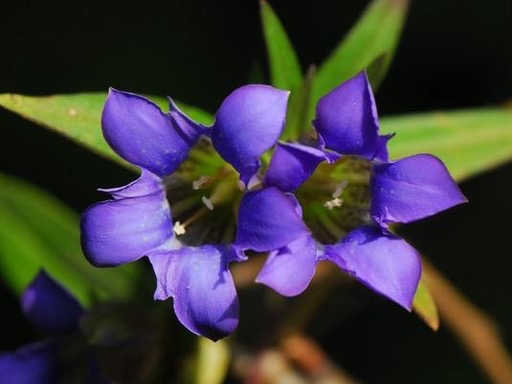 Gentianae Radix et Rhizoma
