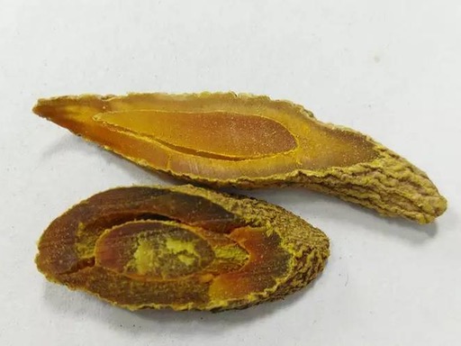 Curcumae Radix
