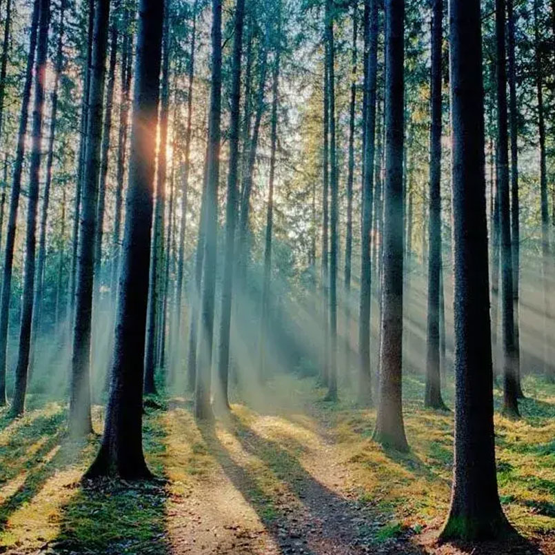 Forest Therapy