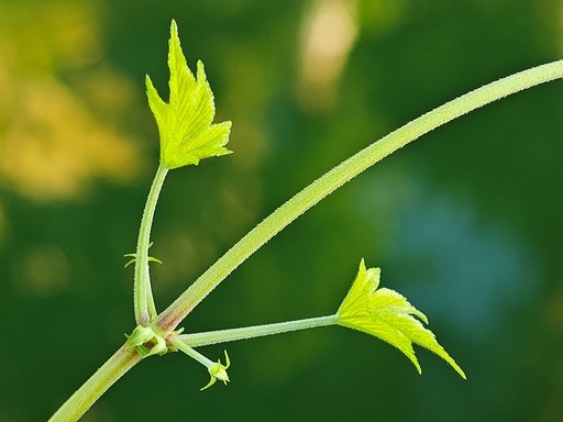 Humulus scandens (Lour.) Merr.