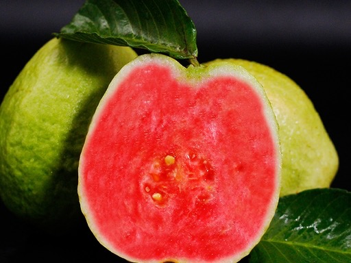 Psidium guajava L.