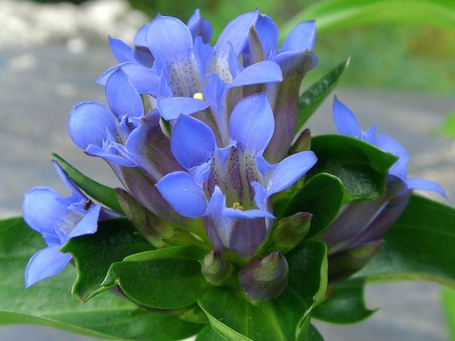 Gentianae Macrophyllae Radix