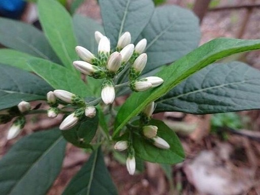 Vernonia amygdalina Del.