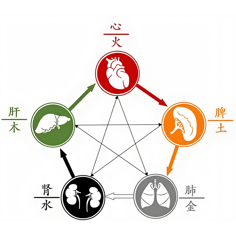The Classification of Zang-Fu Organs and Their Physiological Characteristics