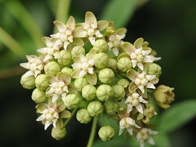 RhizomaCynancheBungei