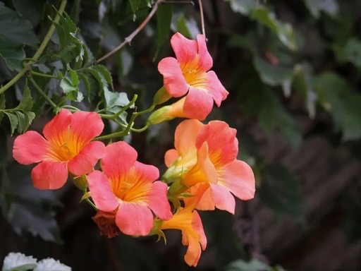 Campsis Flos