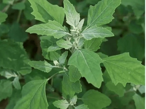 Chenopodii Albi Herba