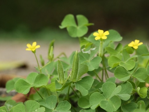 Herba Oxalis Corniculatae