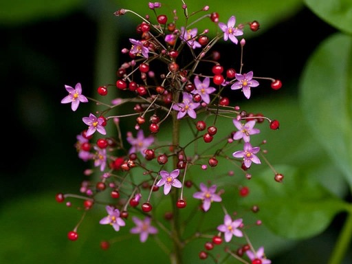 Flameflower Root, Panicled Fameflower Root