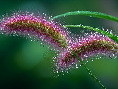 Setaria viridis (L.) Beauv.