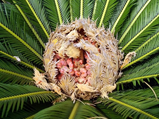 Cycadis Strobilus