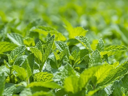 Menthae Herba