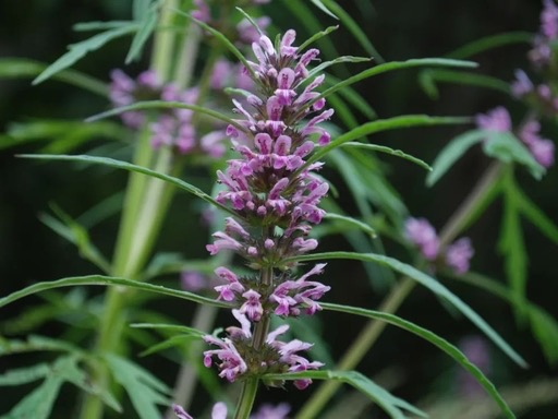 Leonuri Herba