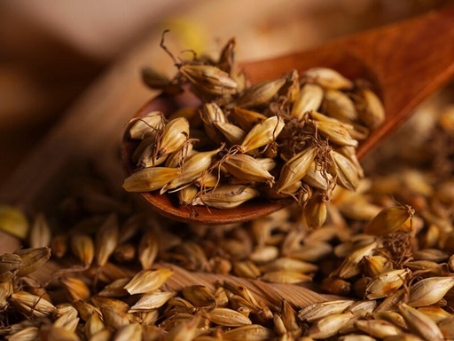 Hordei Fructus Germinatus Praeparatus