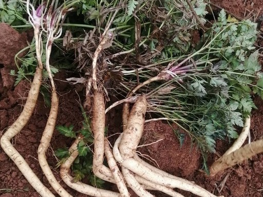 Adenophora stricta