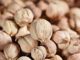 Amomi Fructus Rotundus