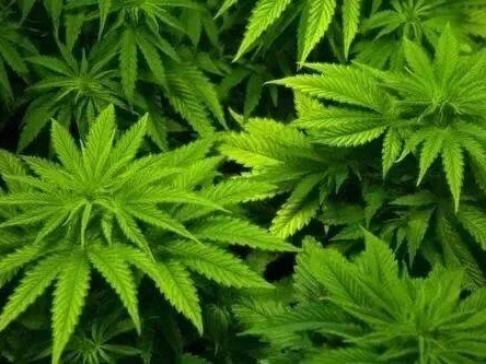 Folium Cannabis