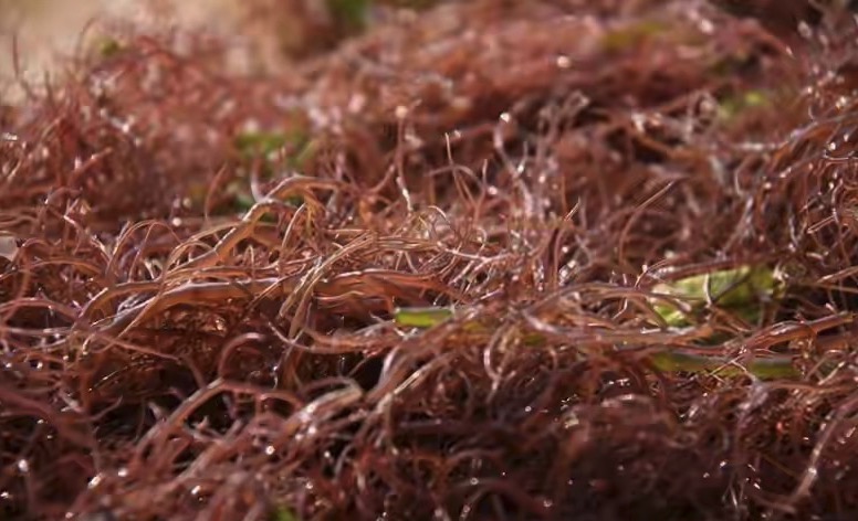 Gracilaria/Gracilariopsis lemaneiformis
