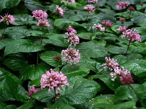 Clerodendri Bungei Herba