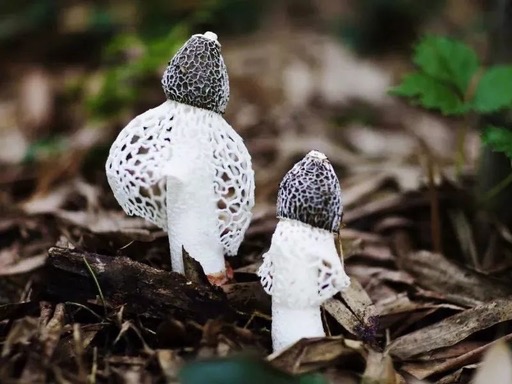 Fructificatio Dictyophorae Indusiatae、Fructificatio Dictyophorae Duplicatae