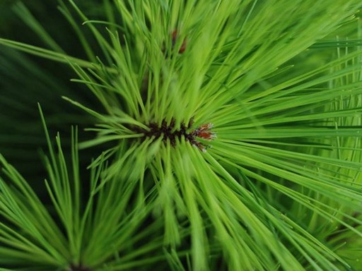 Pini Folium