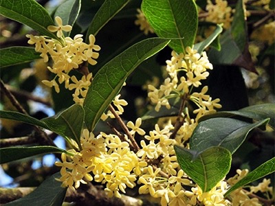 Osmanthi Fragrantis Flos