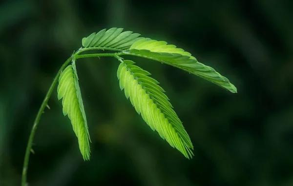 含羞草