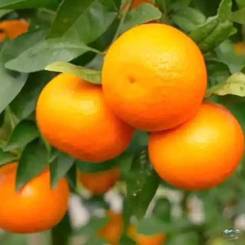 Can Pregnant Women Eat Mandarins? Nutrition, Benefits and Precautions