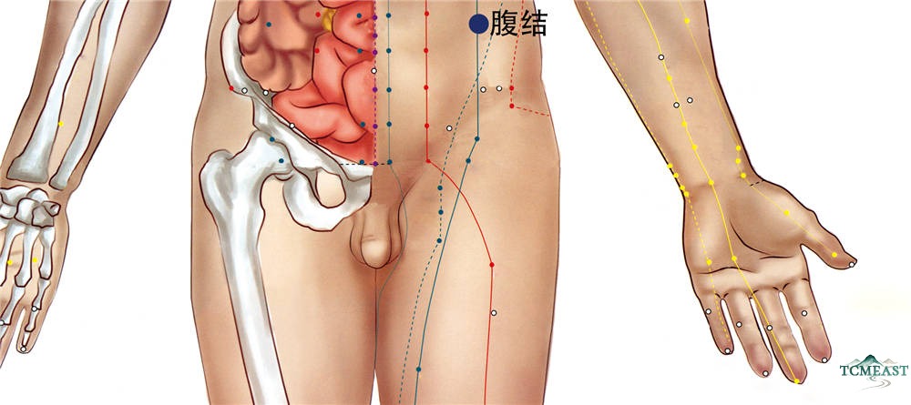 Fujie Point (SP-14 / Abdominal Knot, also known as Fuqu, Changjie, Changku)