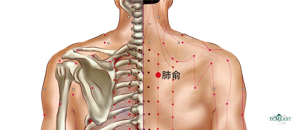 Feishu Point (BL-13 / Lung Shu, Back Transporting Point of the Lung)